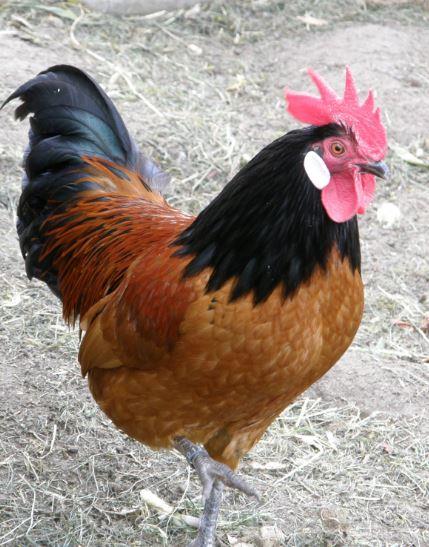 Haan