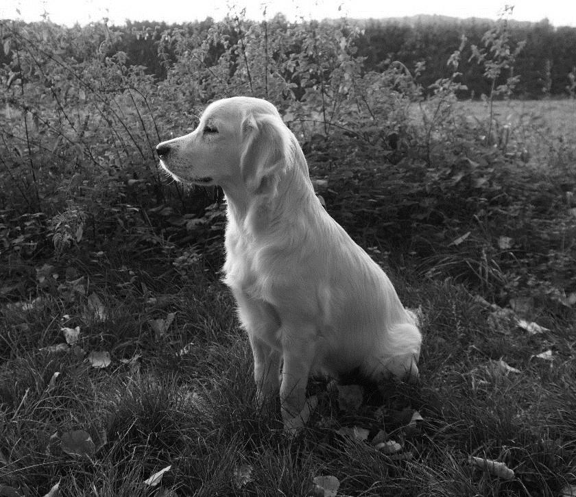 Hond Duco