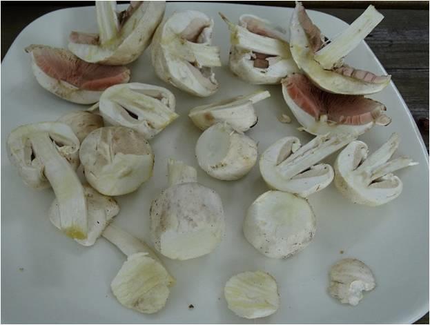 Karbolzwam