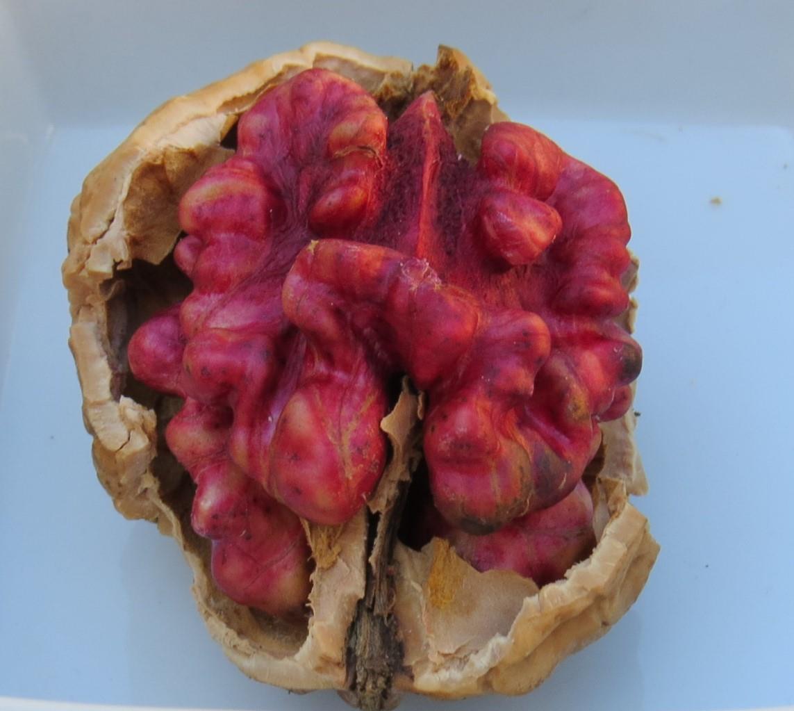 Kwijnnoot