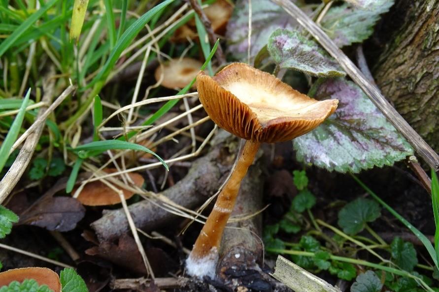 Vroege franjehoed 2