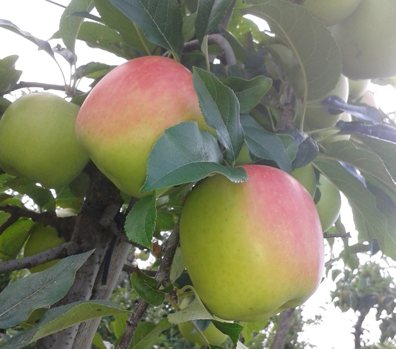 appels
