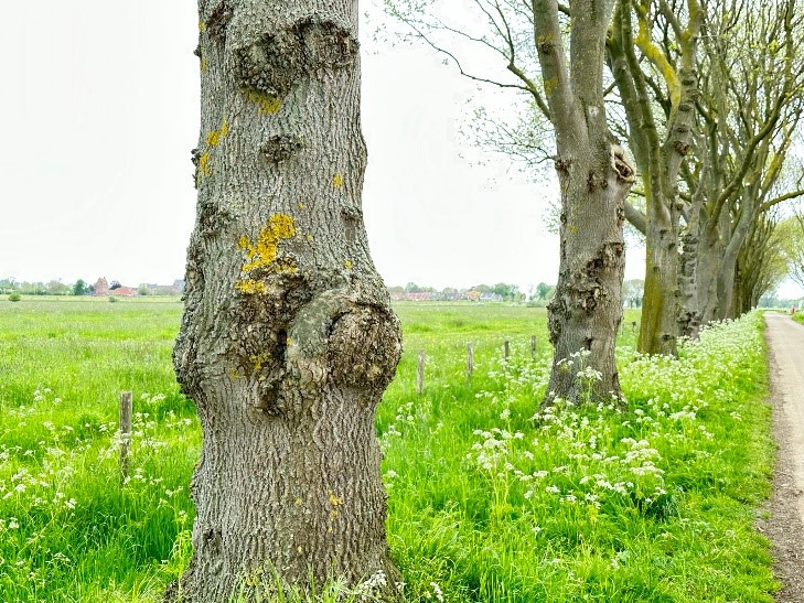 essenziekte