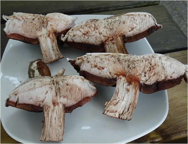 haemorrhoidarius