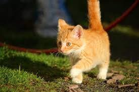 kat