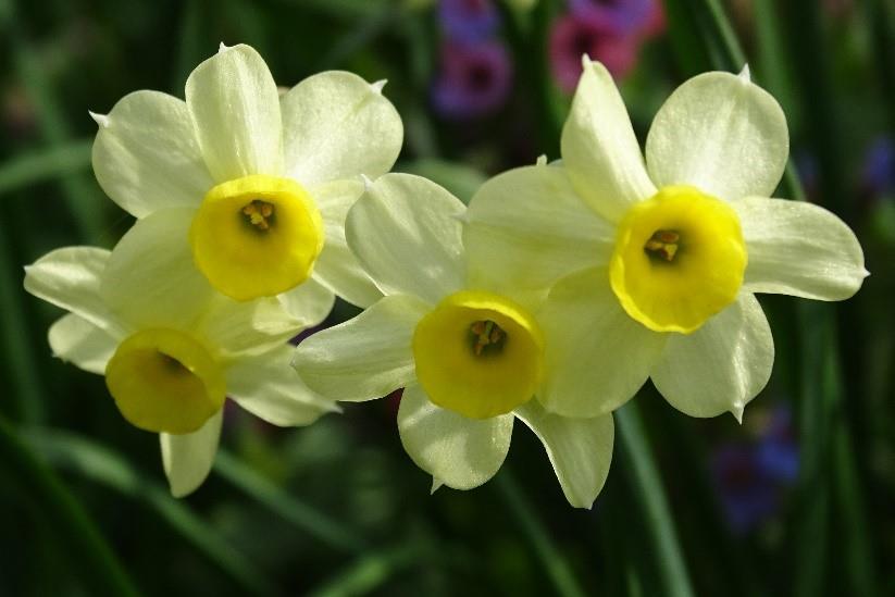 narcis4