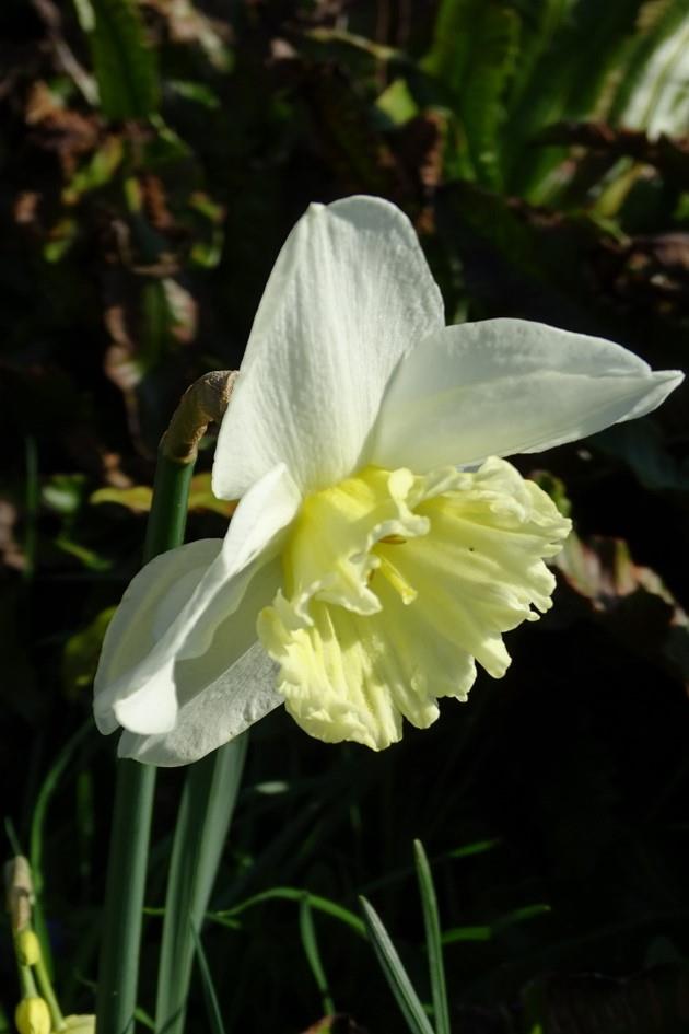 narcis draai