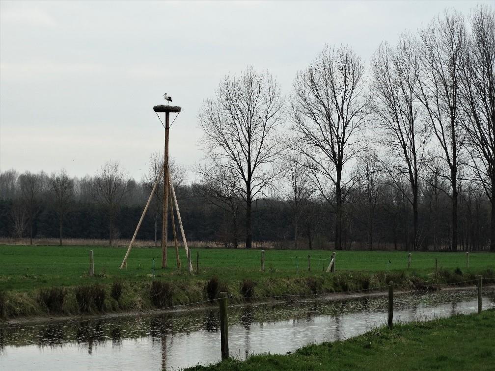 ooievaar3