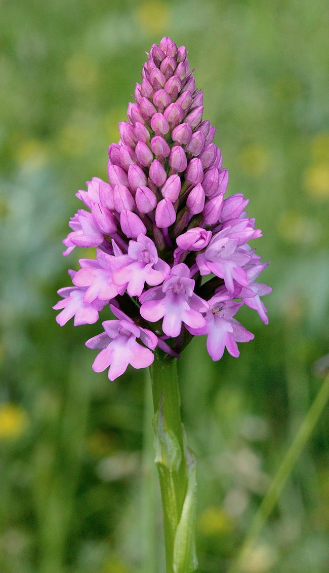 pyramidalis