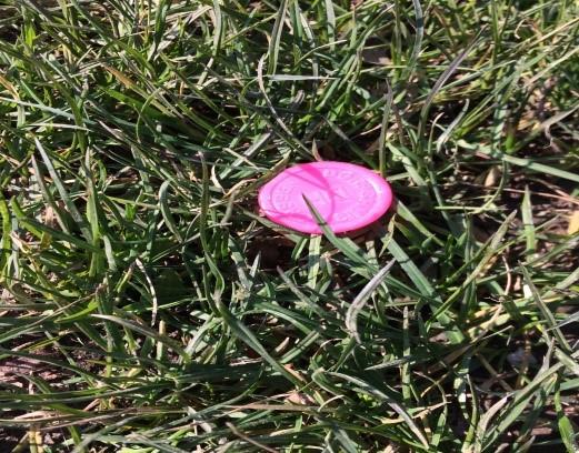 roze munt