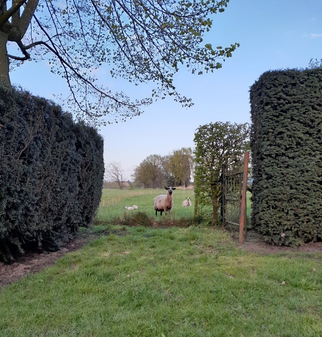 schaap