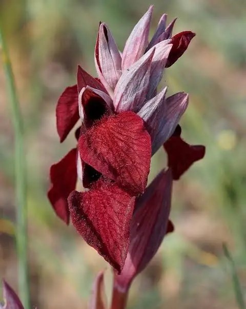 serapias