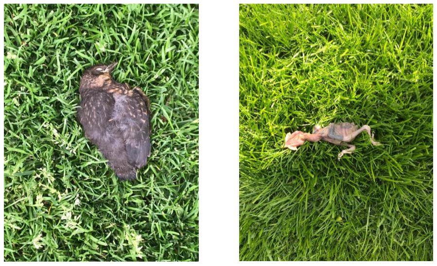 slachtoffers katten