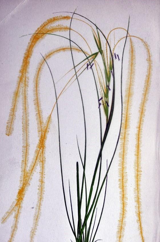 steppegras3