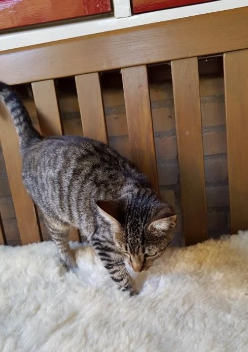 vermiste poes