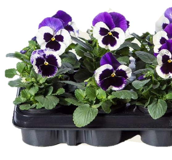 violen2