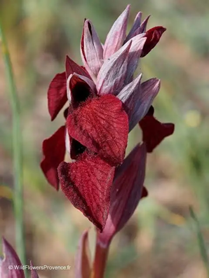 pyramidalis