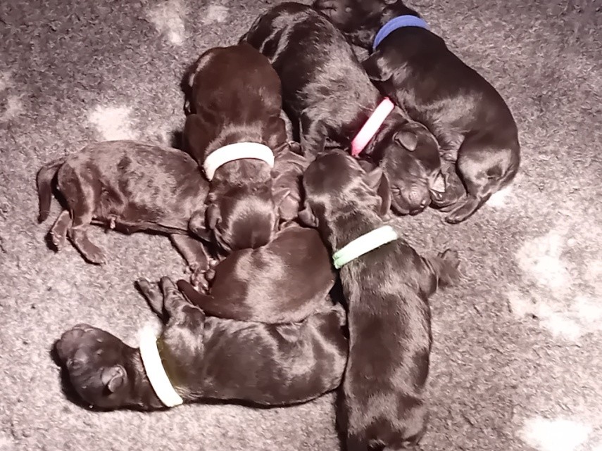 pups 53 16