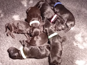 KERRY BLUE TERRIER KENNEL VAN HET TWEESTROMELAND